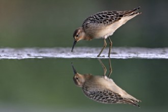 Ruff (Calidris pugnax), Greece