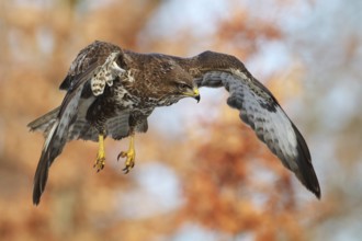 Common Buzzard (Buteo buteo) flying, Saxony, Germany