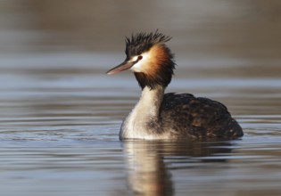 Australasian Crested Grebe (Podiceps cristatus australis), Queensland, Australia