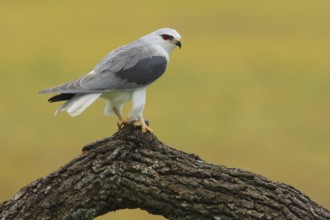 Black-winged Kite (Elanus caeruleus) perched on a trunk, Andalusia, Spain