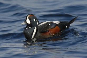 Harlequin Duck (Histrionicus histrionicus) male, Hokkaido, Japan