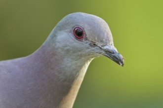 Pale-vented Pigeon (Patagioenas cayennensis), Trinidad and Tobago