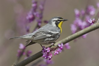 Yellow-throated Warbler (Setophaga dominica), Ohio, USA