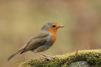 European Robin (Erithacus rubecula), Lower Saxony, Germany