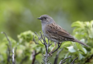 Dunnock (Prunella modularis), Mecklenburg-Western Pomerania, Germany