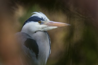 Grey Heron (Ardea cinerea), Baden-Wuerttemberg, Germany