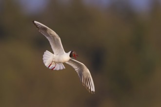 Black-headed Gull (Chroicocephalus ridibundus) calling in flight, Baden-Wuerttemberg, Germany