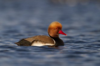 Red-crested Pochard (Netta rufina) male, Bavaria, Germany