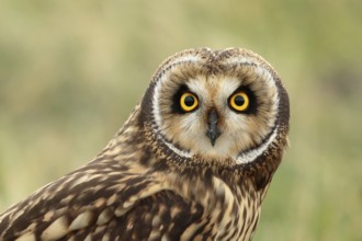 Velduil, Short-eared owl, Asio flammeus