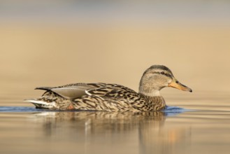 Zwemmende Eend vanuit laag standpunt, mallard swimming low point of view