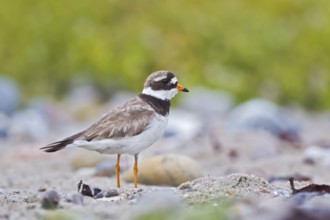 Common Ringed Plover (Charadrius hiaticula), Schleswig-Holstein, Germany