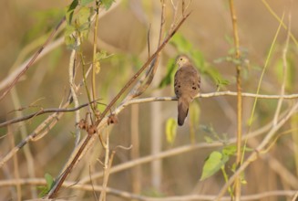 Long-tailed Ground Dove (Uropelia campestris) perched on a branch, Mato Grosso, Brazil