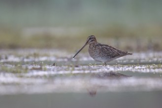Common Snipe (Gallinago gallinago) foraging, North Rhine-Westphalia, Germany
