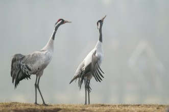 Common Crane (Grus grus), Sweden
