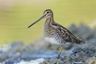 Common Snipe (Gallinago gallinago) foraging, Tuscany, Italy
