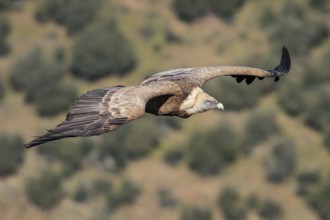 Griffon Vulture (Gyps fulvus), in flight, Extremadura, Spain