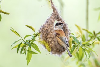 Eurasian Penduline Tit (Remiz pendulinus) at nest, Saxony-Anhalt, Germany