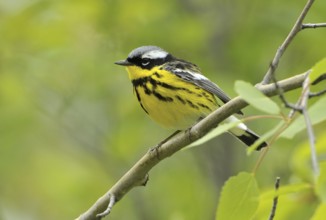 Magnolia Warbler (Setophaga magnolia), Alberta, Canada