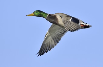 Mallard (Anas platyrhynchos) male flying, British Columbia, Canada