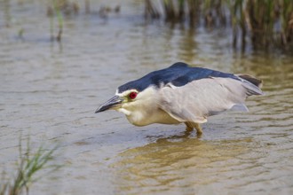 Black-crowned Night Heron (Nycticorax nycticorax) hunting, Spain