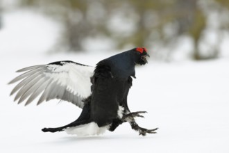 Black Grouse (Lyrurus tetrix) male, Sweden