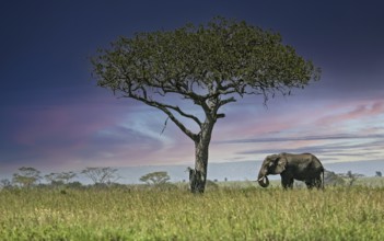 Afrikanischer Elefant (Loxodonta africana) Elefanten Bulle steht einsamer unter Leberwurstbaum