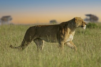 Löwe (Panthera leo) Weibchen streift alleine durch Savanne, Serengeti, Tansania | African Lion
