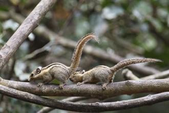 Himalaya-Streifenhörnchen (Tamiops mcclellandii) Männchen beschnuppert Weibchen kurz vor der