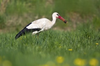 White Stork (Ciconia ciconia) eating a mouse, Bavaria, Germany