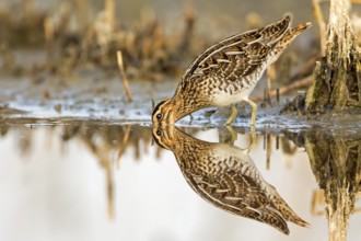 Common Snipe (Gallinago gallinago), Saxony-Anhalt, Germany