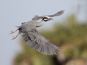 Yellow-crowned Night Heron (Nyctanassa violacea) male flying, Florida, USA