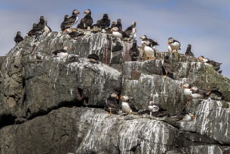 Atlantic Puffin (Fratercula arctica) adults resting in cliff, Farne Islands, United Kingdom