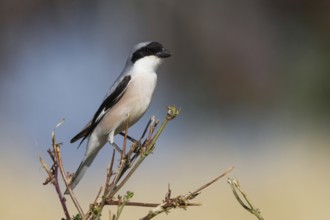 Lesser Grey Shrike (Lanius minor), Cyprus