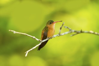 Cinnamon Hummingbird Amazilia rutila El Tuito, Jalisco, Mexico 12 June Adult Trochilidae
