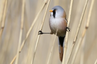 Bearded Reedling (Panurus biarmicus) male perched in reedbed, Mecklenburg-Western, Pomerania,