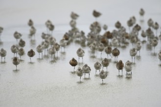 Bar-tailed Godwit (Limosa lapponica), Texel, Netherlands