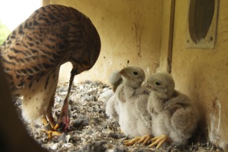 Common Kestrel (Falco tinnunculus) chick, Lower Saxony, Germany
