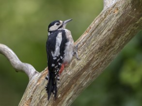 Great Spotted Woodpecker (Dendrocopos major) female, Wales, United Kingdom