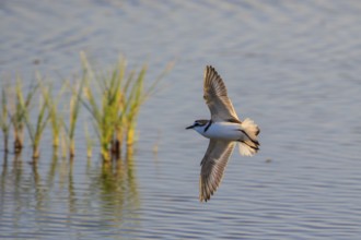 Kentish Plover (Charadrius alexandrinus) flying, Mallorca, Spain