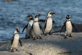 African Penguin (Spheniscus demersus), Western Cape, South Africa