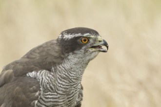 Northern Goshawk (Accipiter gentilis), Rhineland-Palatinate, Germany