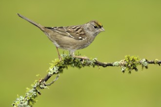 Golden-crowned Sparrow (Zonotrichia atricapilla), British Columbia, Canada
