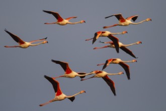 Greater Flamingo (Phoenicopterus roseus) flying flock, Greece