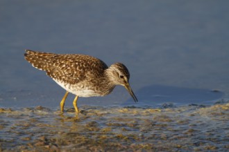 Wood Sandpiper (Tringa glareola) foraging, Netherlands