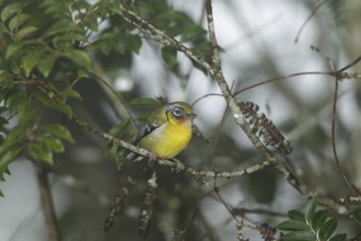 Black-eared Shrike-babbler (Pteruthius melanotis), Fraser's Hill, Malaysia