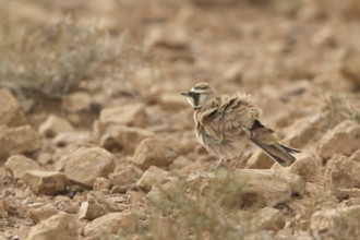 Temminck's Lark (Eremophila bilopha), Morocco