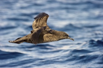 Sooty Shearwater (Ardenna grisea) flying, Eilat, Israel