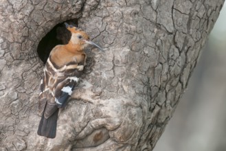 African Hoopoe (Upupa africana), Mpumalanga, South Africa