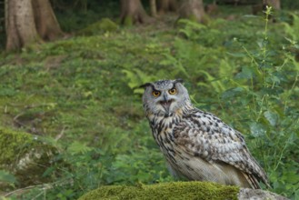 Eurasian Eagle-Owl (Bubo bubo) captive, Schwyz, Switzerland