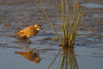 Kentish Plover (Charadrius alexandrinus) female, Mallorca, Spain